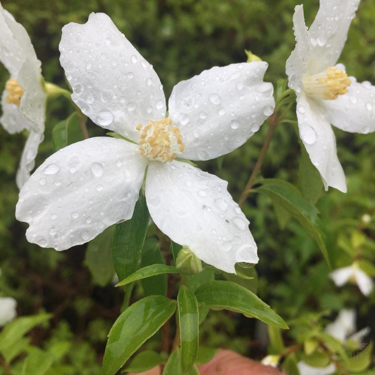Philadelphus lemoinei Silver Showers
