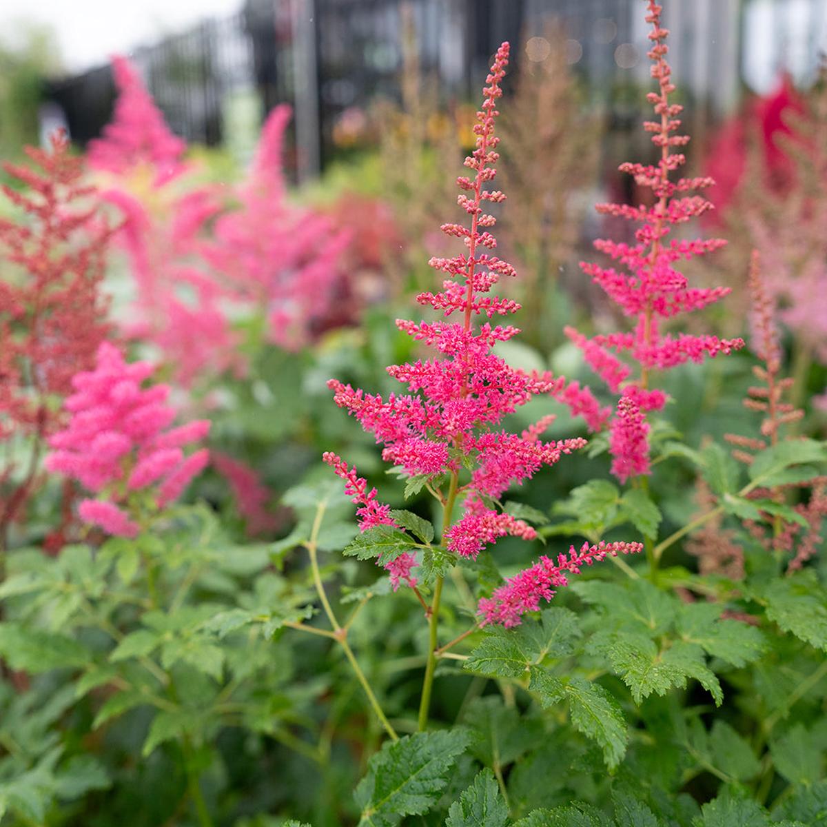 Younique Carmine Astilbe  # 1 Container