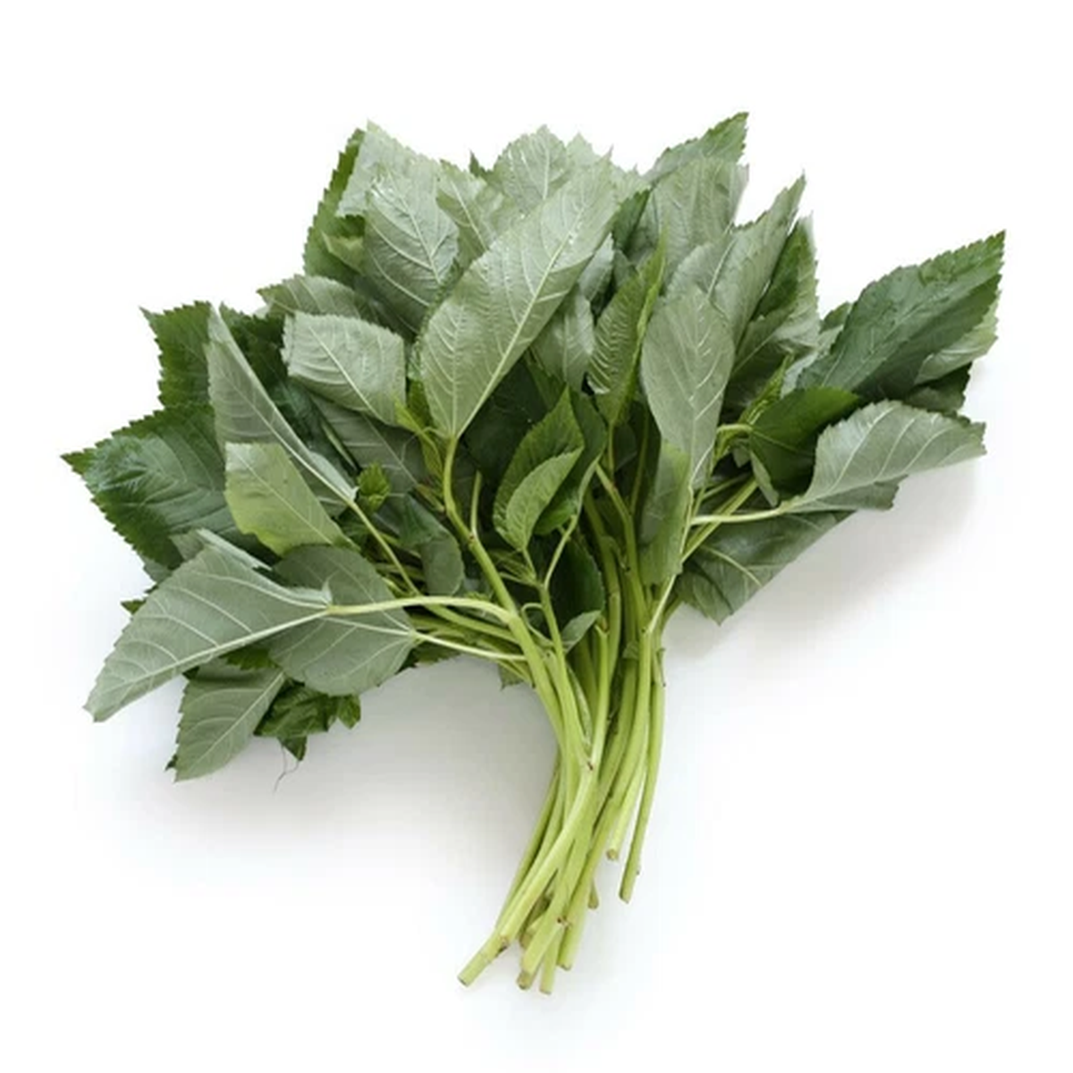 1000+ Molokhia - Egyptian Spinach Seeds,Rau Day,Saluyot  Heirloom, Non-GMO