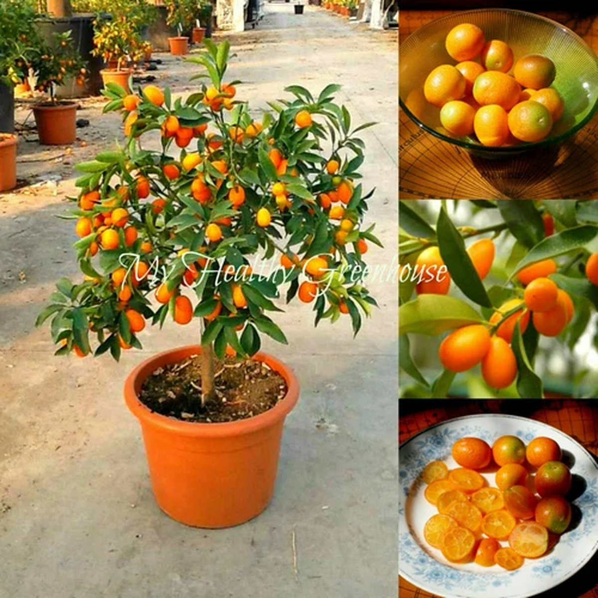 2 SEEDS Dwarf Kumquat Nagami Fortunella Margarita Pots Patios Fruit Tree Plant