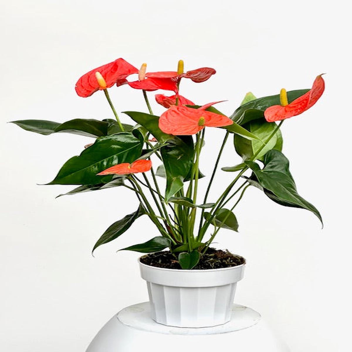 6" Anthurium, Orange