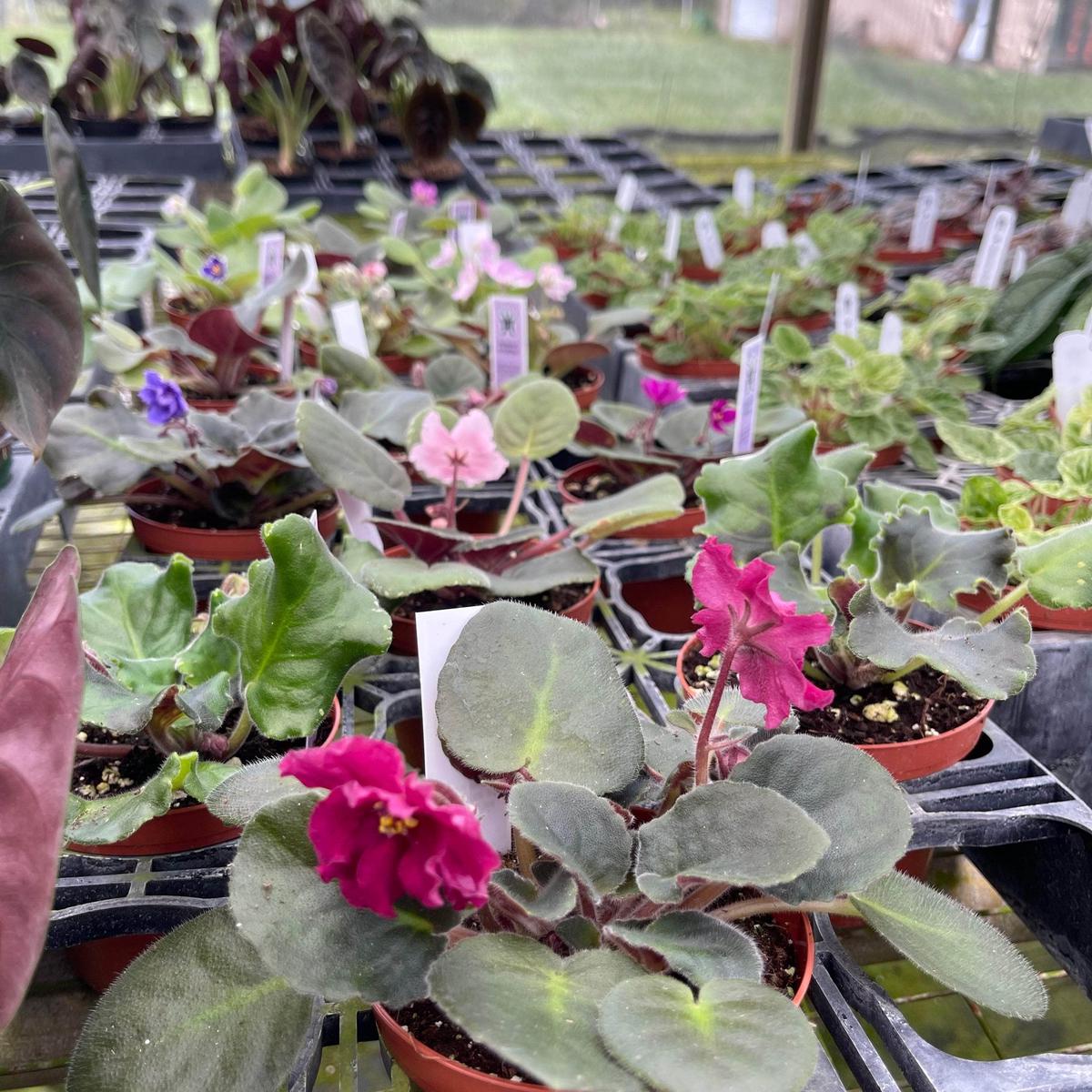 African Violet Grower's Choice