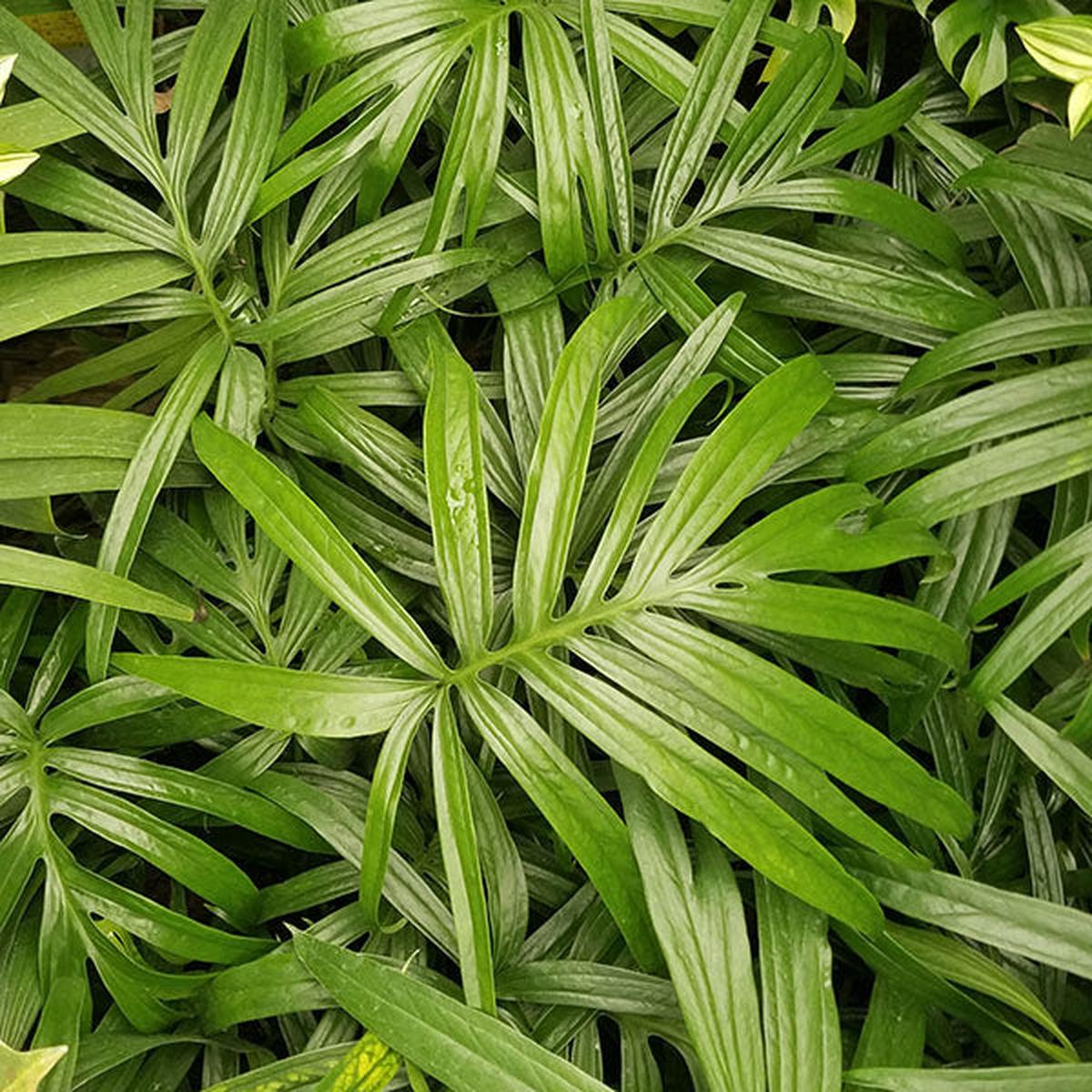 Amydrium zippelianum - 3.5" Pot
