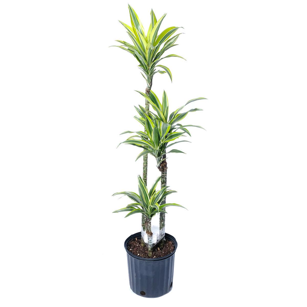 Dracaena Warneckii Striped Goldstar 3-2-1 10"