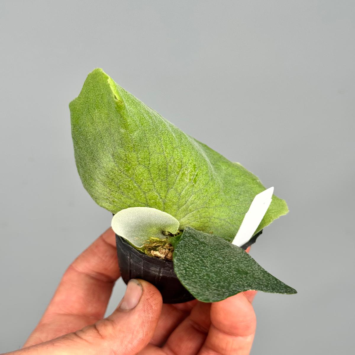 Platycerium Silver Velvet