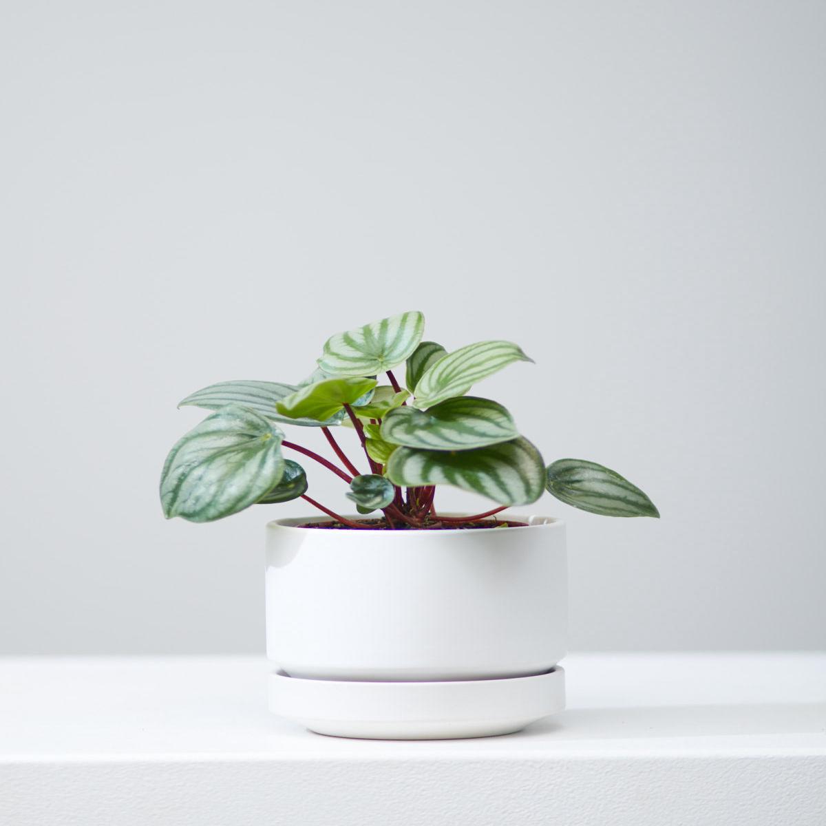 4 Inch REVIVAL CERAMICS ROUND TWO - WHITE - Small