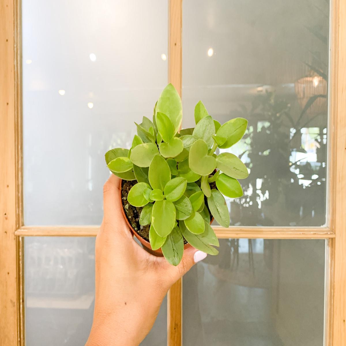 4 Peperomia Pixie Lime