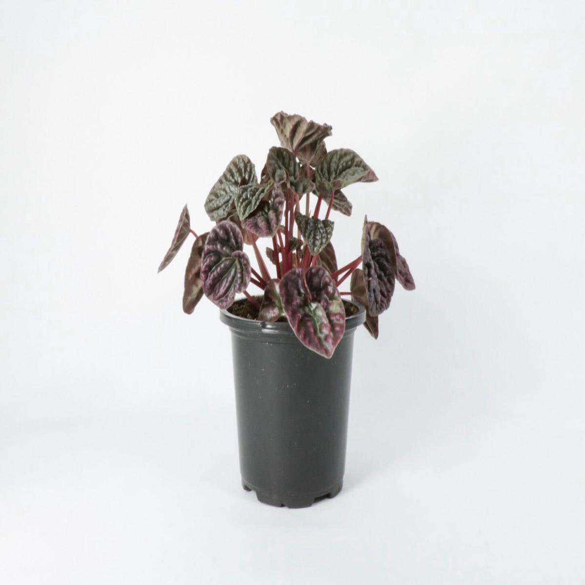 4 Peperomia Purple Ripple