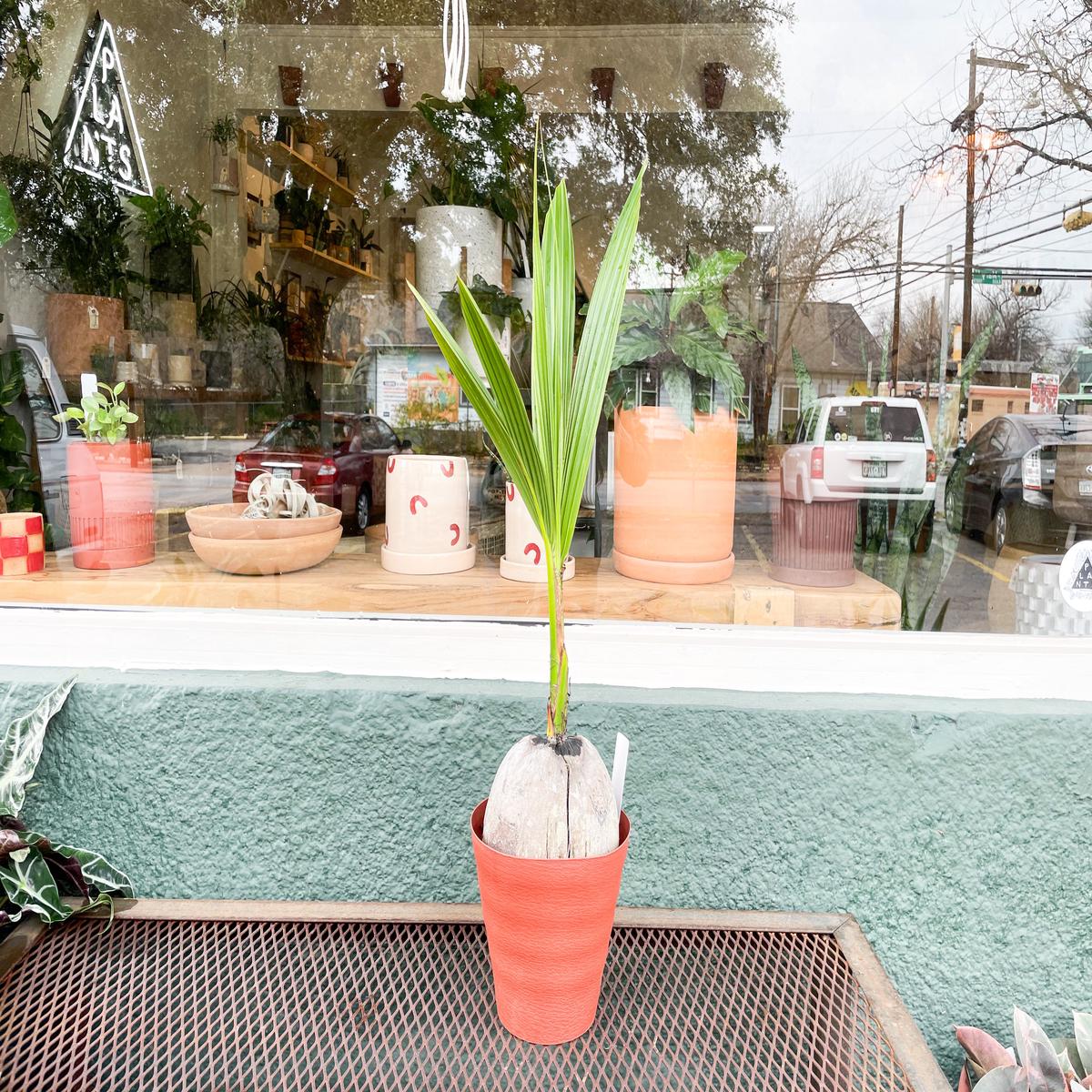 6" Coconut Palm