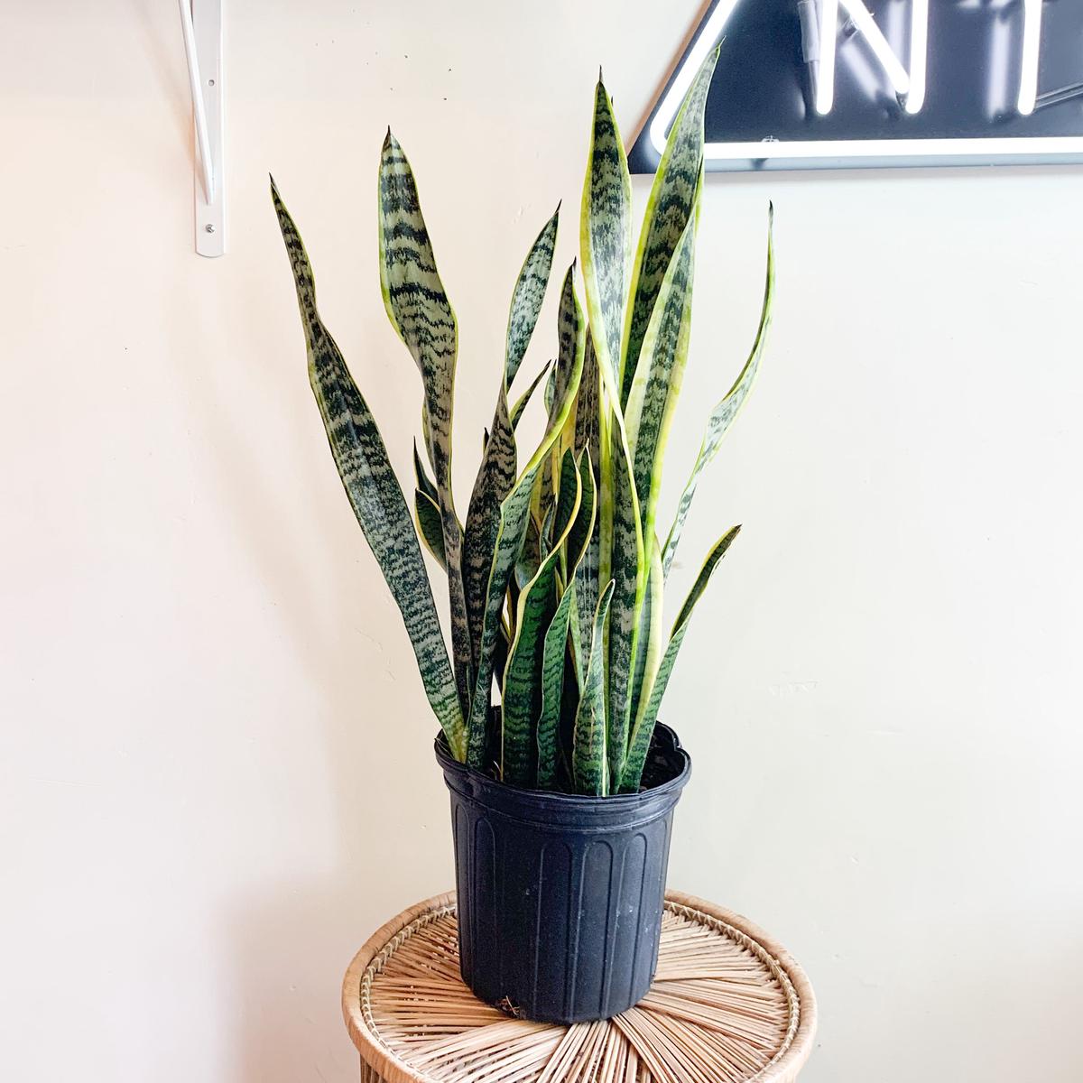 8 Sansevieria