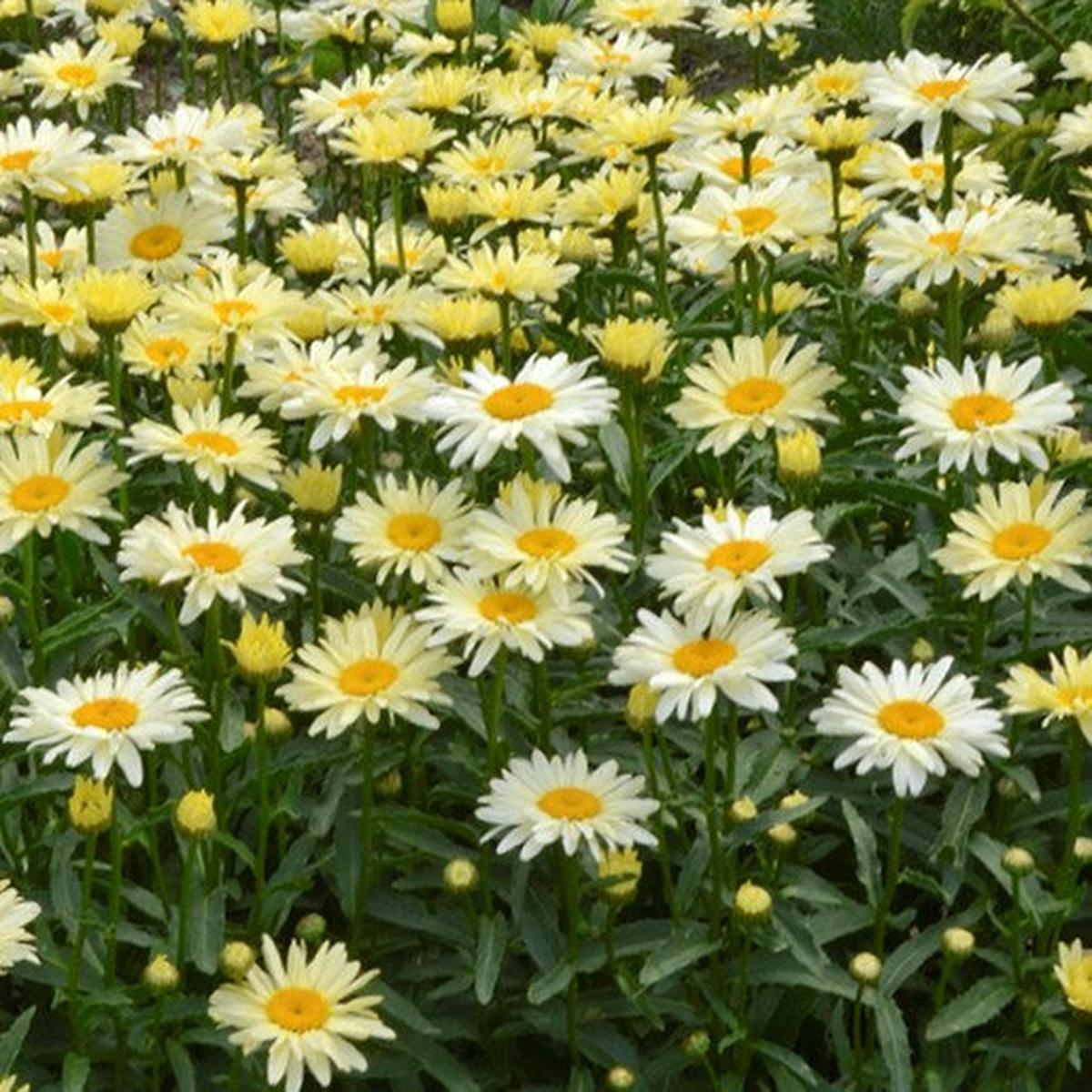 Amazing Daisies 'Banana Cream II' Shasta Daisy (Leucanthemum S 'Banana Cream 2') - 1 gallon