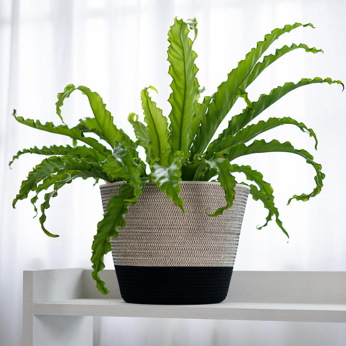 Birds Nest Fern - Large