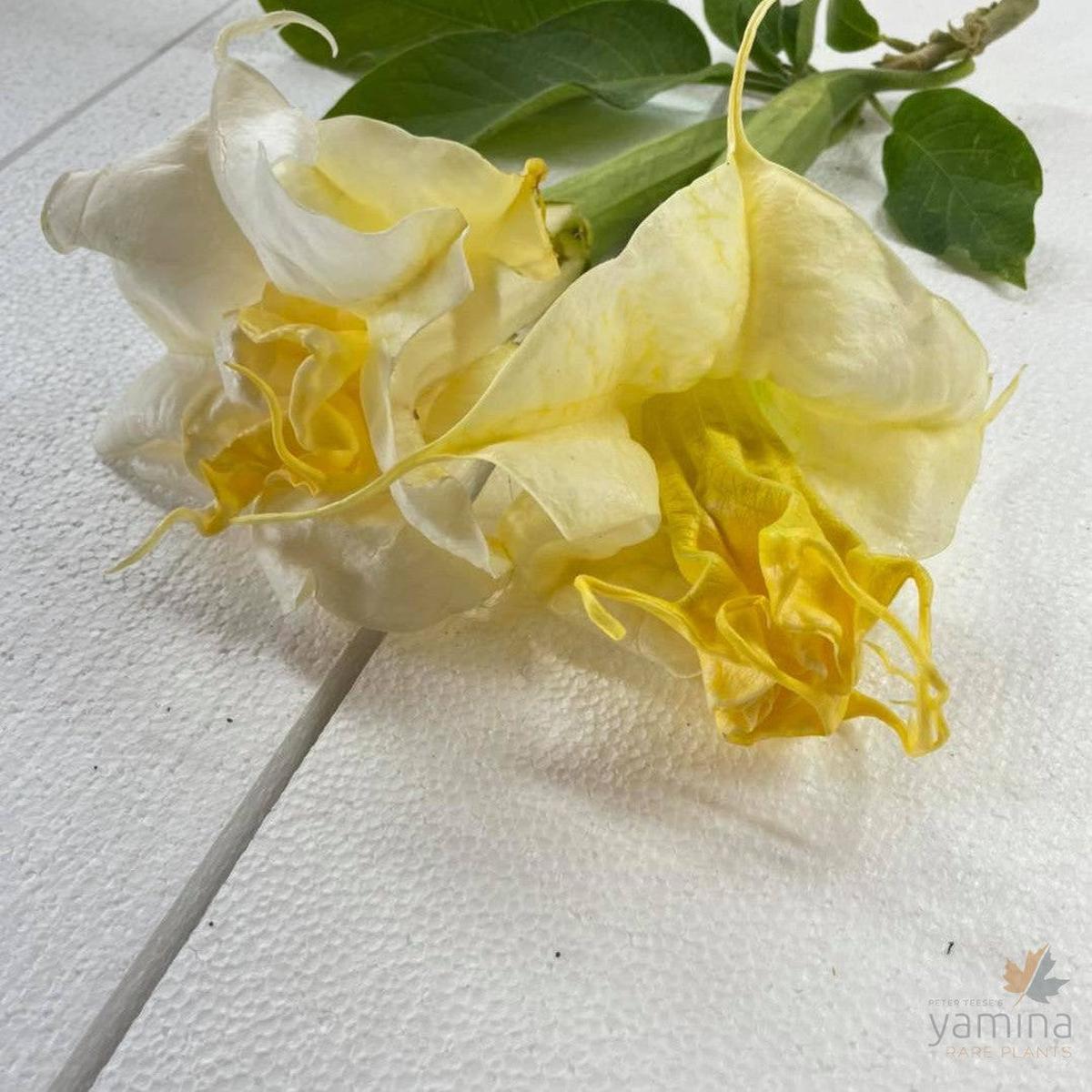 Brugmansia Mathildenwalzer