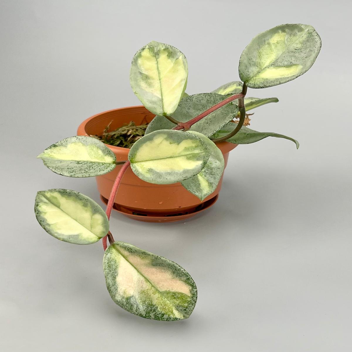 Hoya Argentea Princess (4 Leaves)