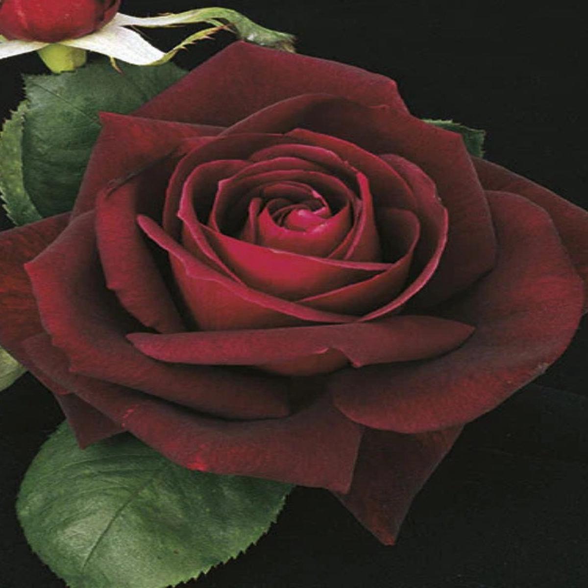 Hybrid Tea | Ink Spots