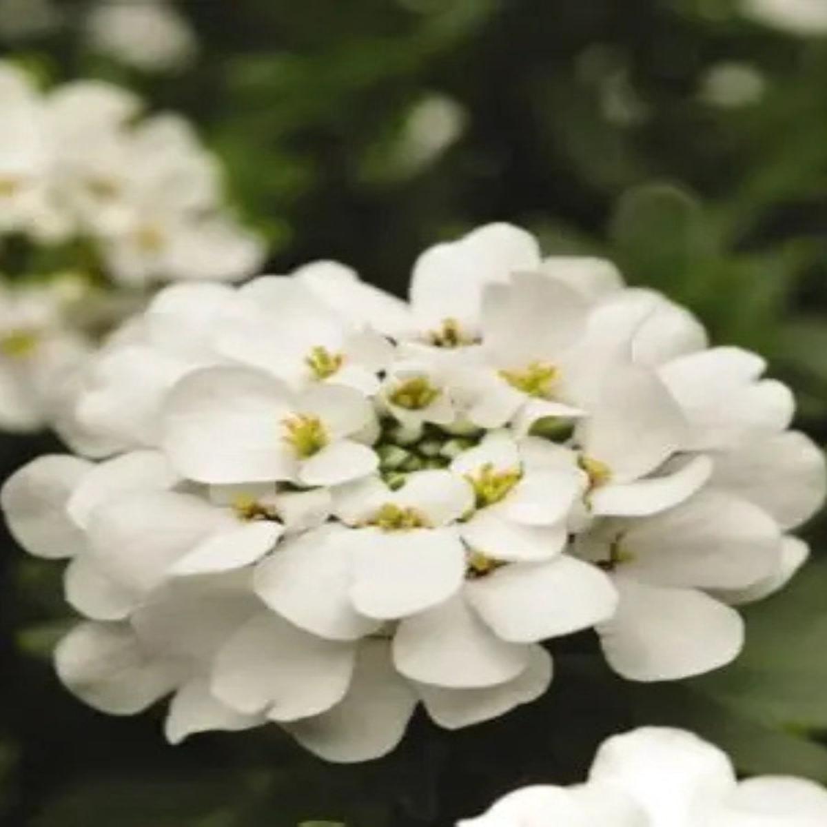 Iberis 'Snowflake' Qt.