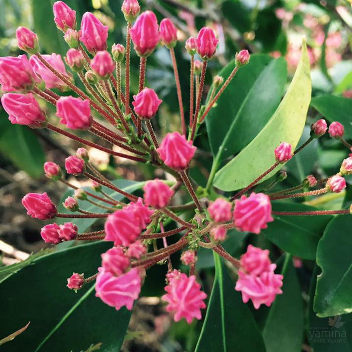 Kalmia latifolia (Mountain Laurel)