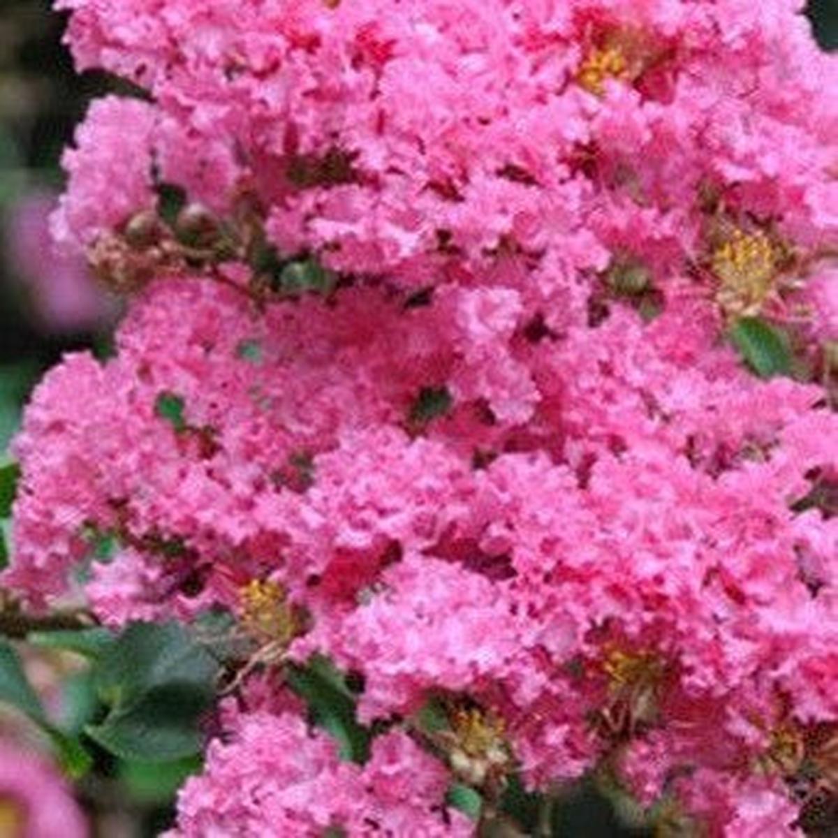 Lagerstroemia indica x L fauriei Hopi