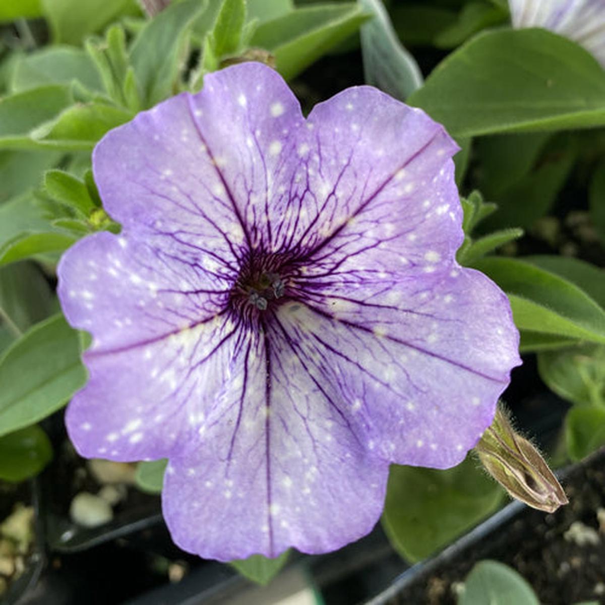 Petunia Headliner Crystal Sky