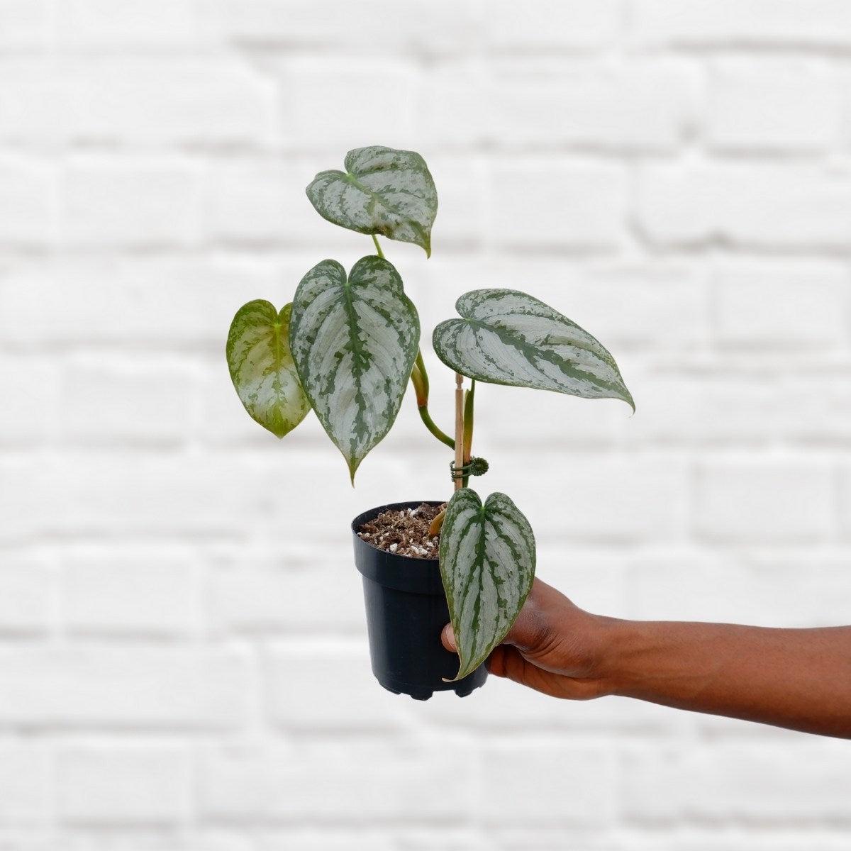 Philodendron - Brandtianum