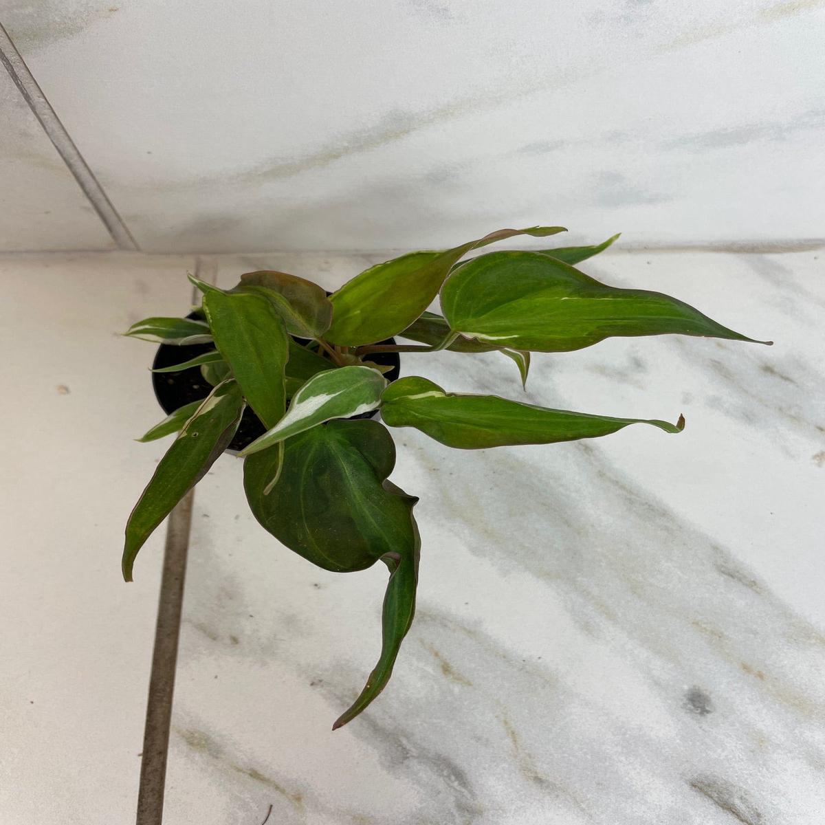 Philodendron Micans Halo Variegated, 2" Plant