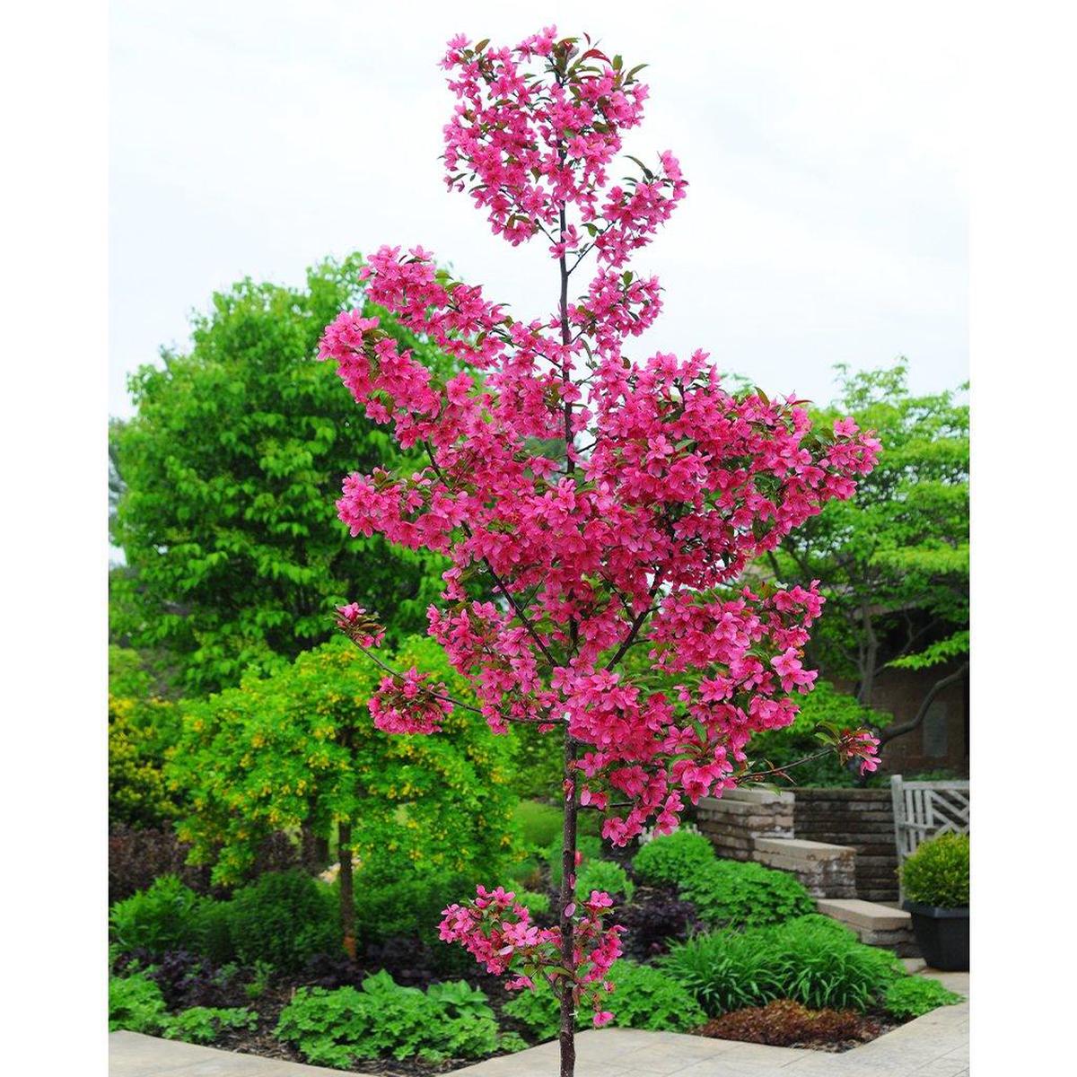 Prairiefire Crabapple  # 7 Container