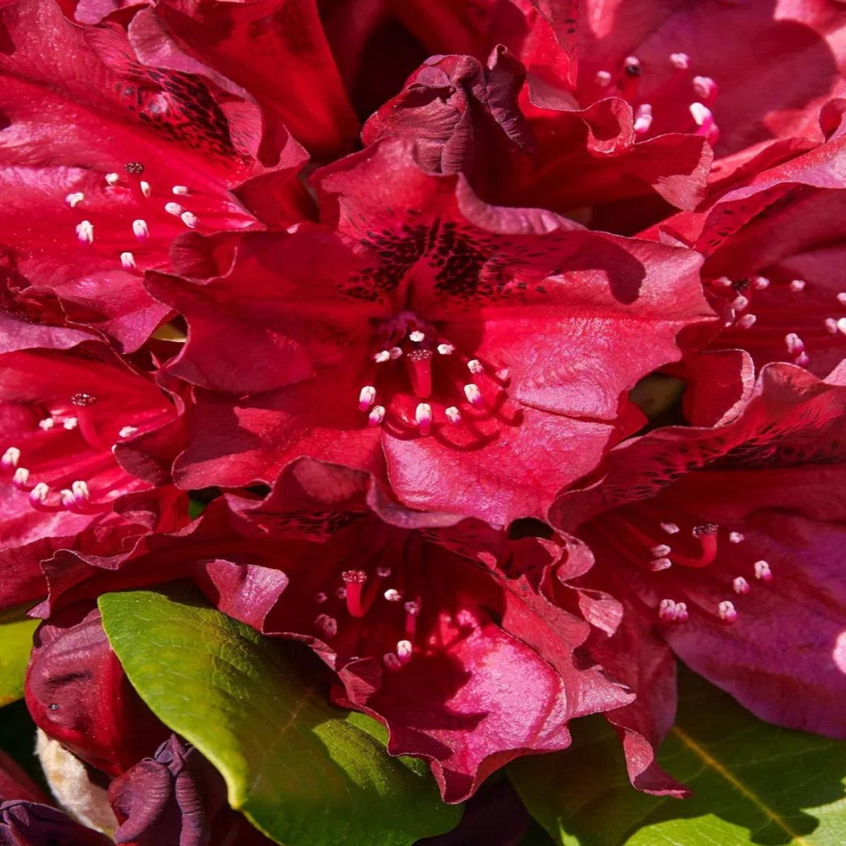 Rhododendron 'Black Widow' 2G