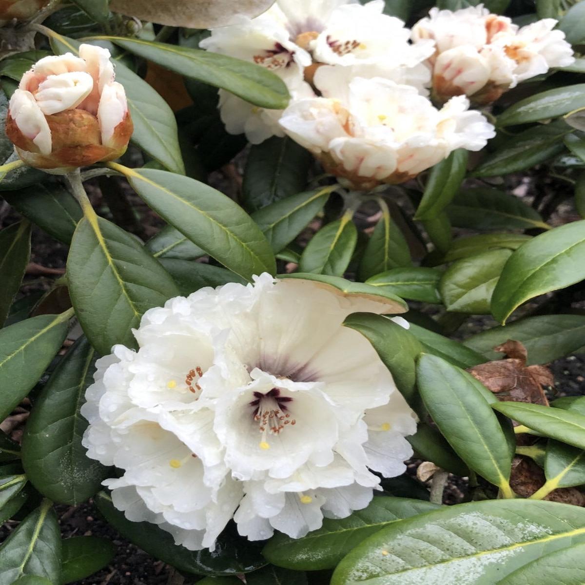 Rhododendron 'Laramie' 2G