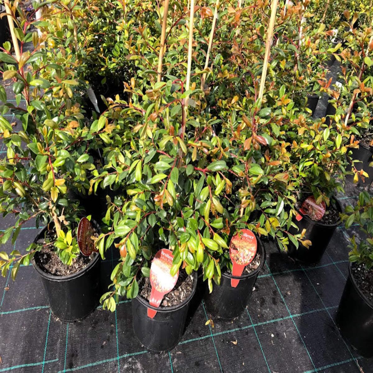Syzygium australe Resilience (Psyllid-Resistant Lilly Pilly for Hedging & Screening)