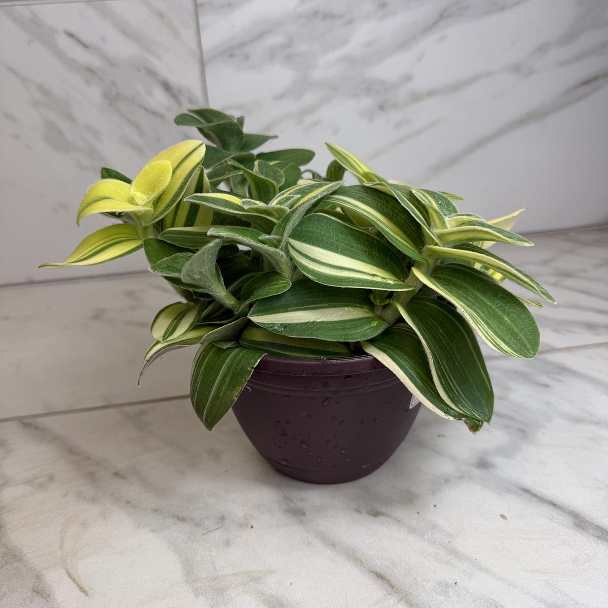 Tradescantia Sillamontana Variegata, 6" Plant