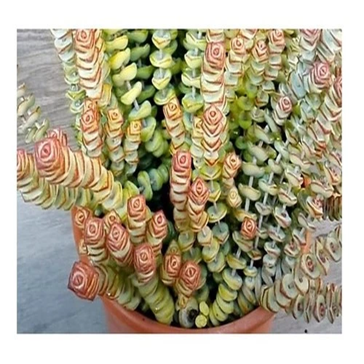 10x Crassula rupestris Succulent Indoor Plants - Seeds B1037