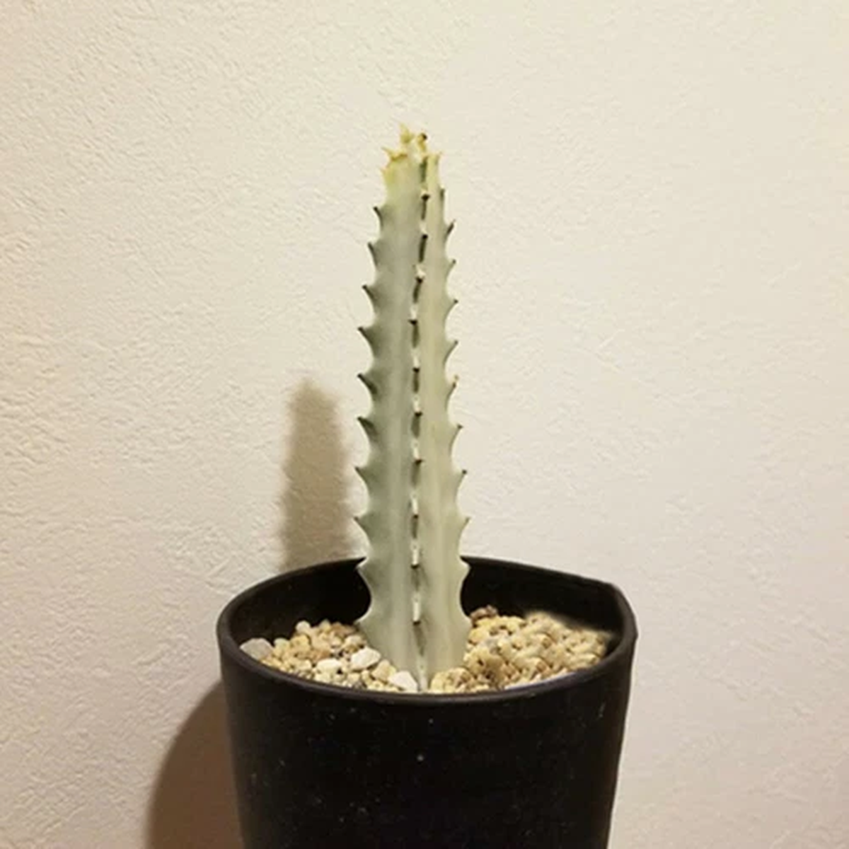 12CM Succulent Cactus Plant Euphorbia Trigona White Variegated Cactaceae Plant