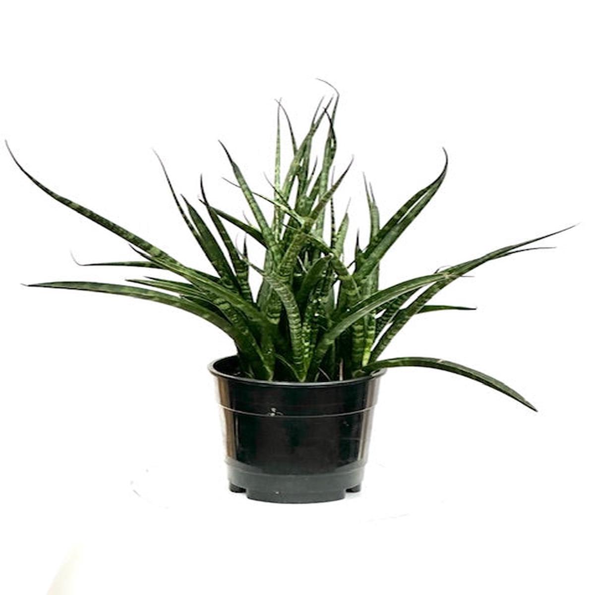 5" Sansevieria Fernwood Mikado