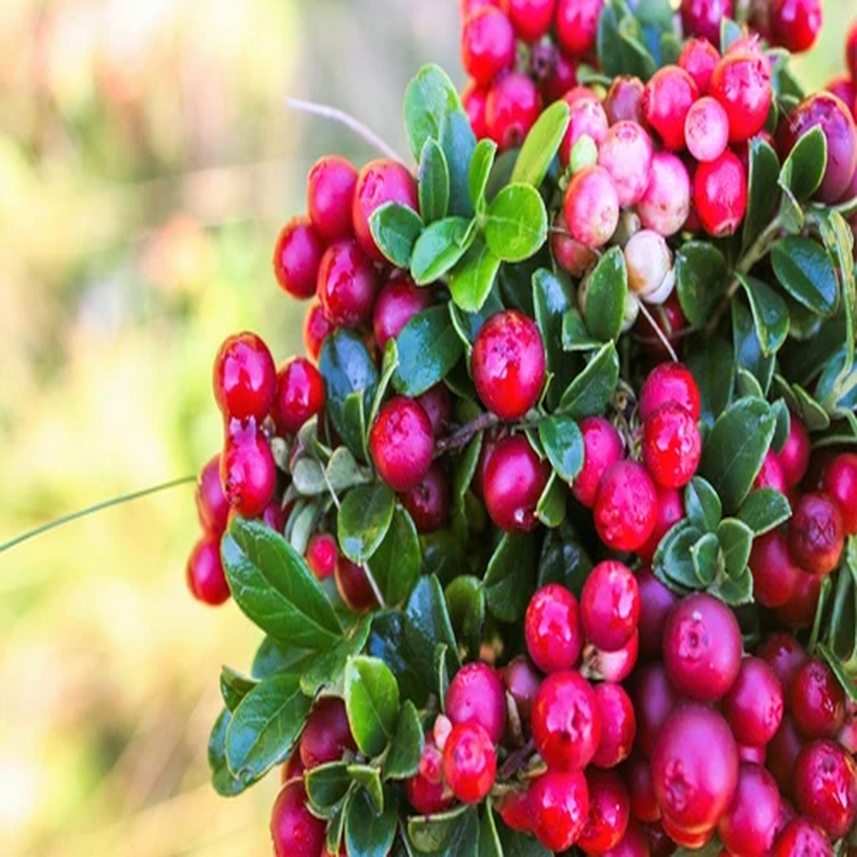 50 LINGONBERRY Mountain Cranberry Vaccinium Vitis-Idea Red Berry Edible Fruit Dw