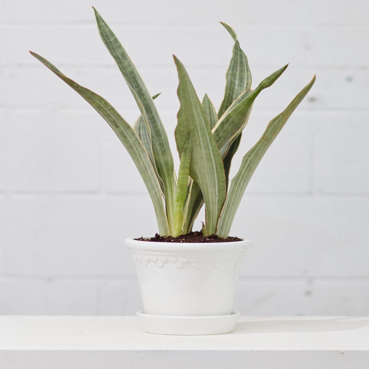 6.3 Inch BERGS POTTER 'COPENHAGEN' WHITE