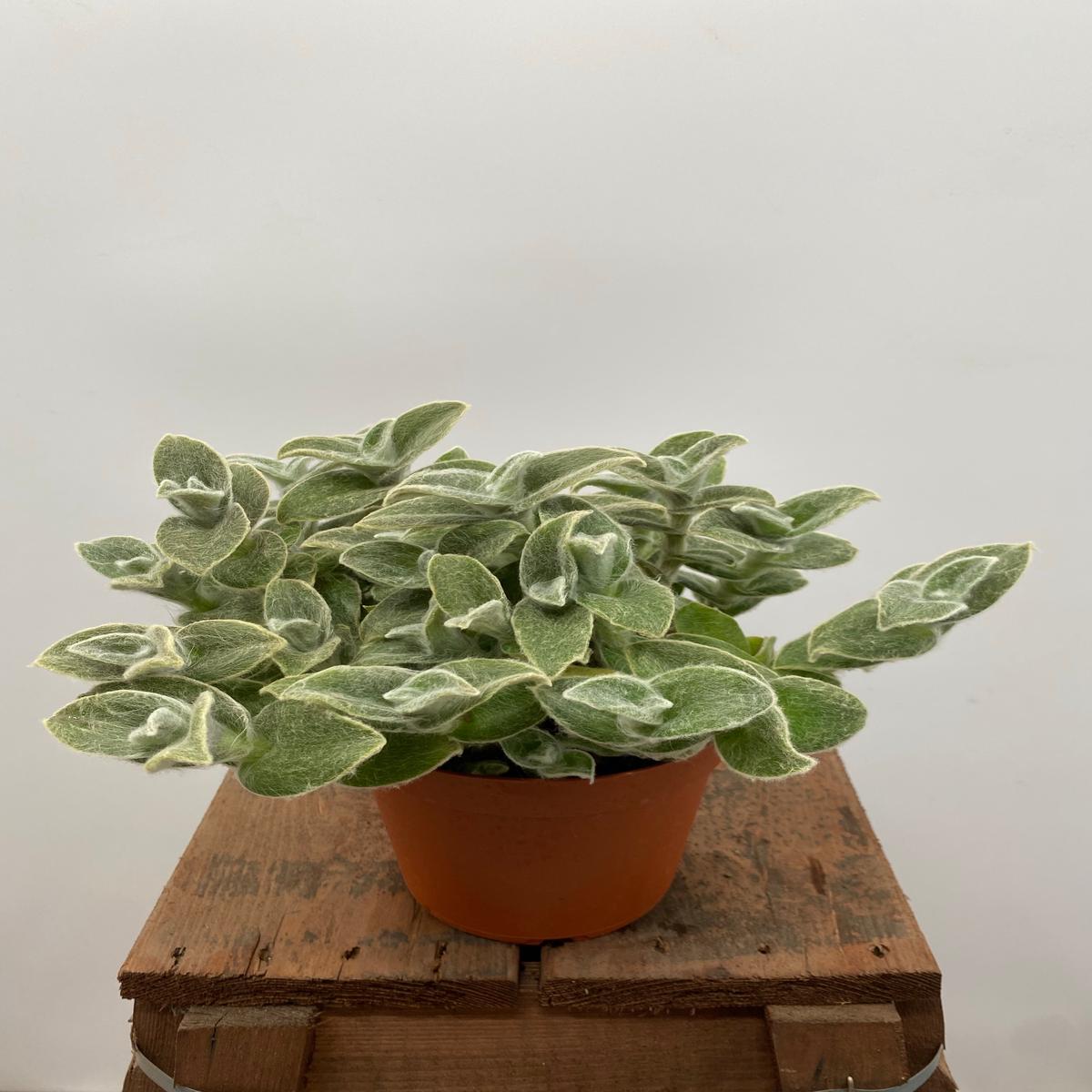 6" Tradescantia Sillamontana White Velvet