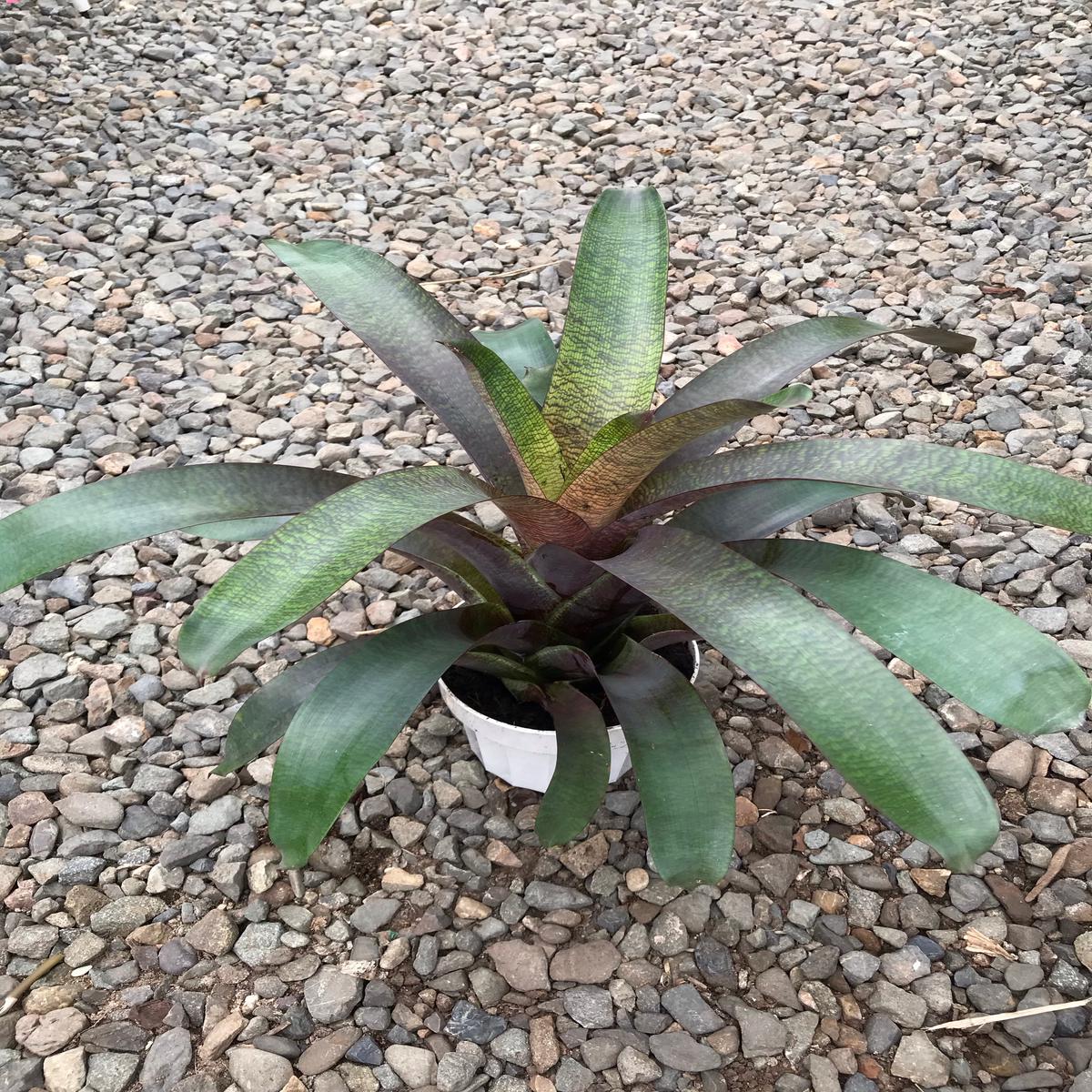 6" Vriesea Cherelette