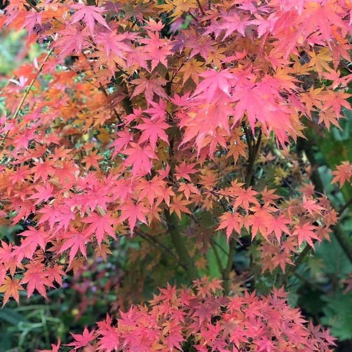 Acer palmatum Winter Flame