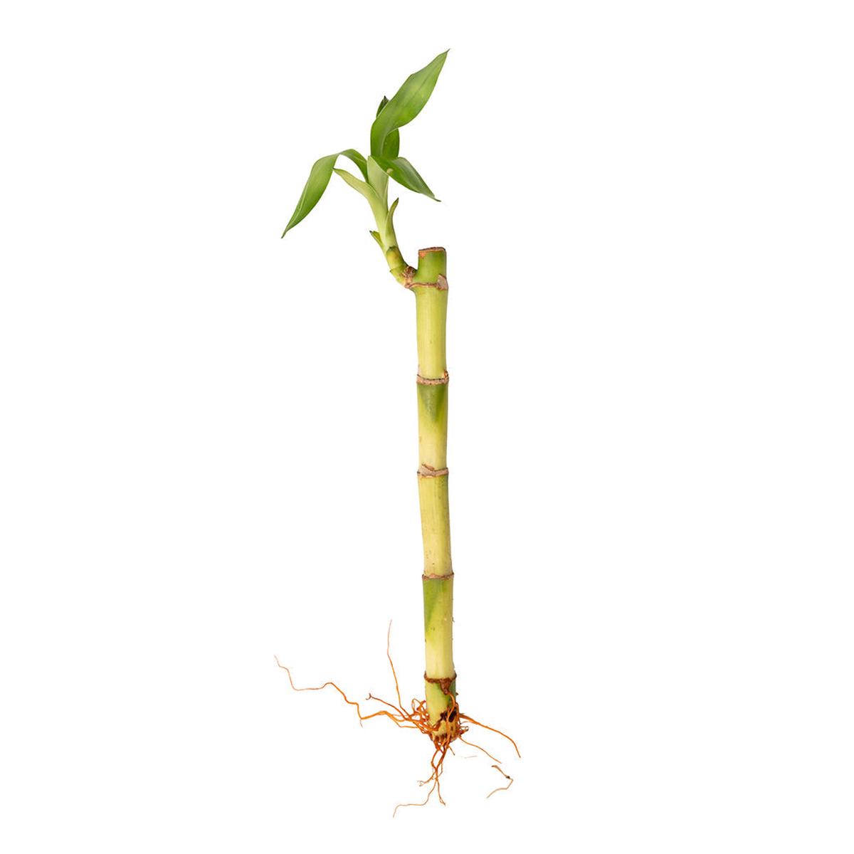 Bamboo 'Lucky' Stick Straight 8"