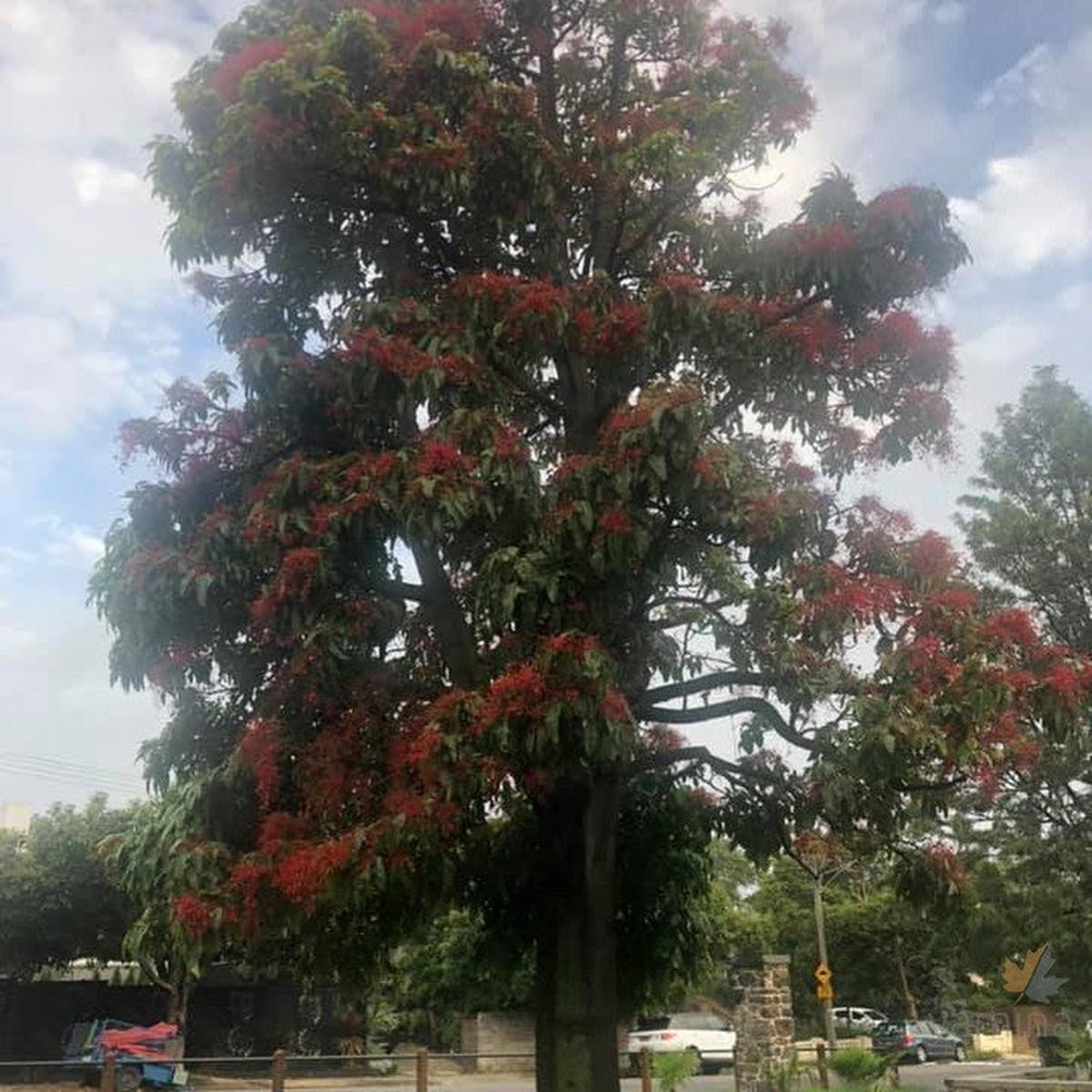 Brachychiton acerifolium (Illawarra Flame tree) (graft)