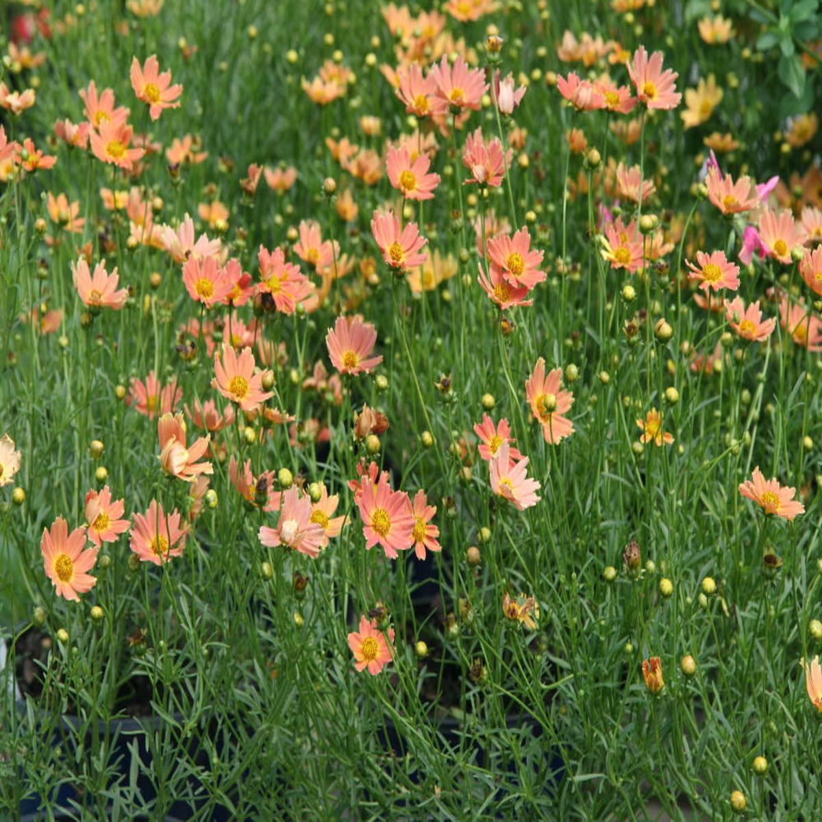 Creme Caramel Tickseed (Coreopsis verticillata 'Novcorcar') - 1 gallon