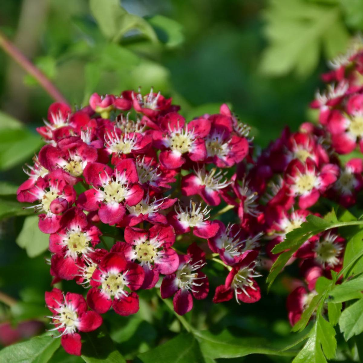 Crimson Cloud English Hawthorn