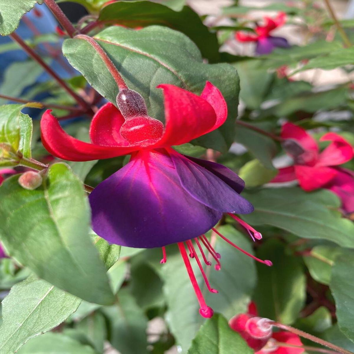 Fuchsia Basket | Lord Byron