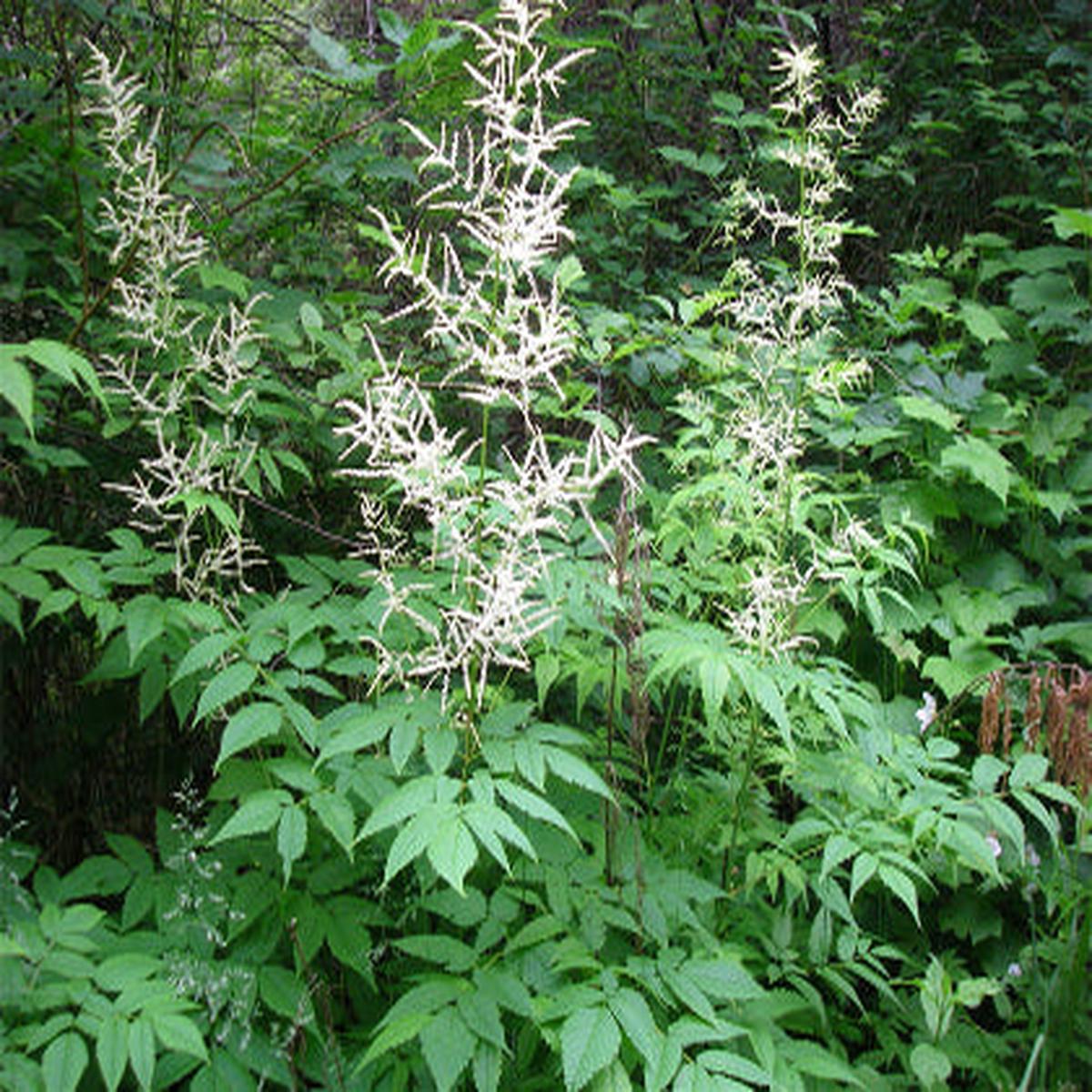 Goats Beard (Aruncus dioicus) - 1 gallon