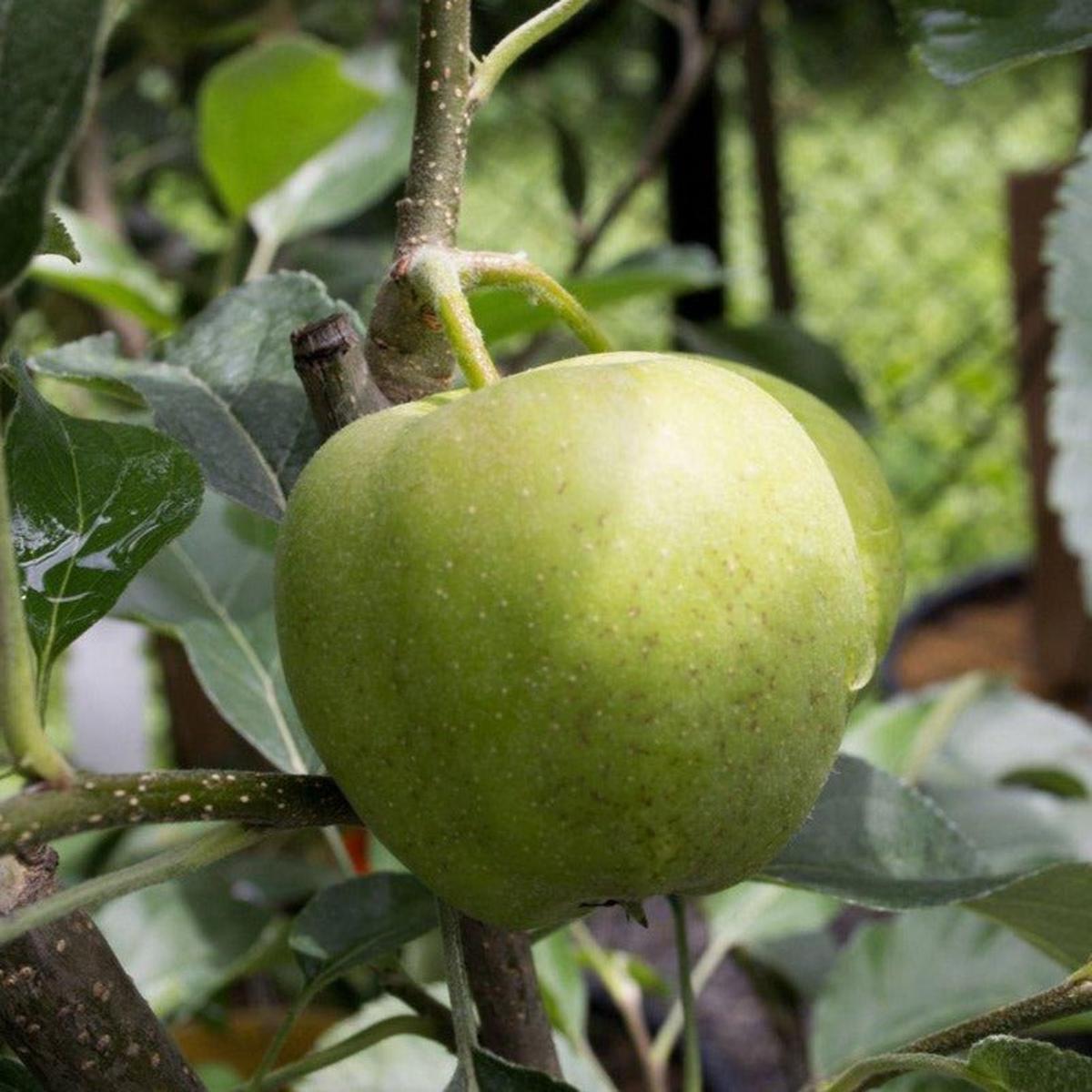 Honeycrisp Apple Semi-Dwarf Tree