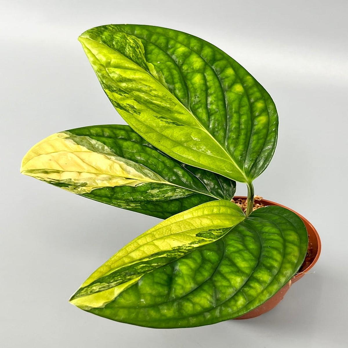 Monstera peru variegata