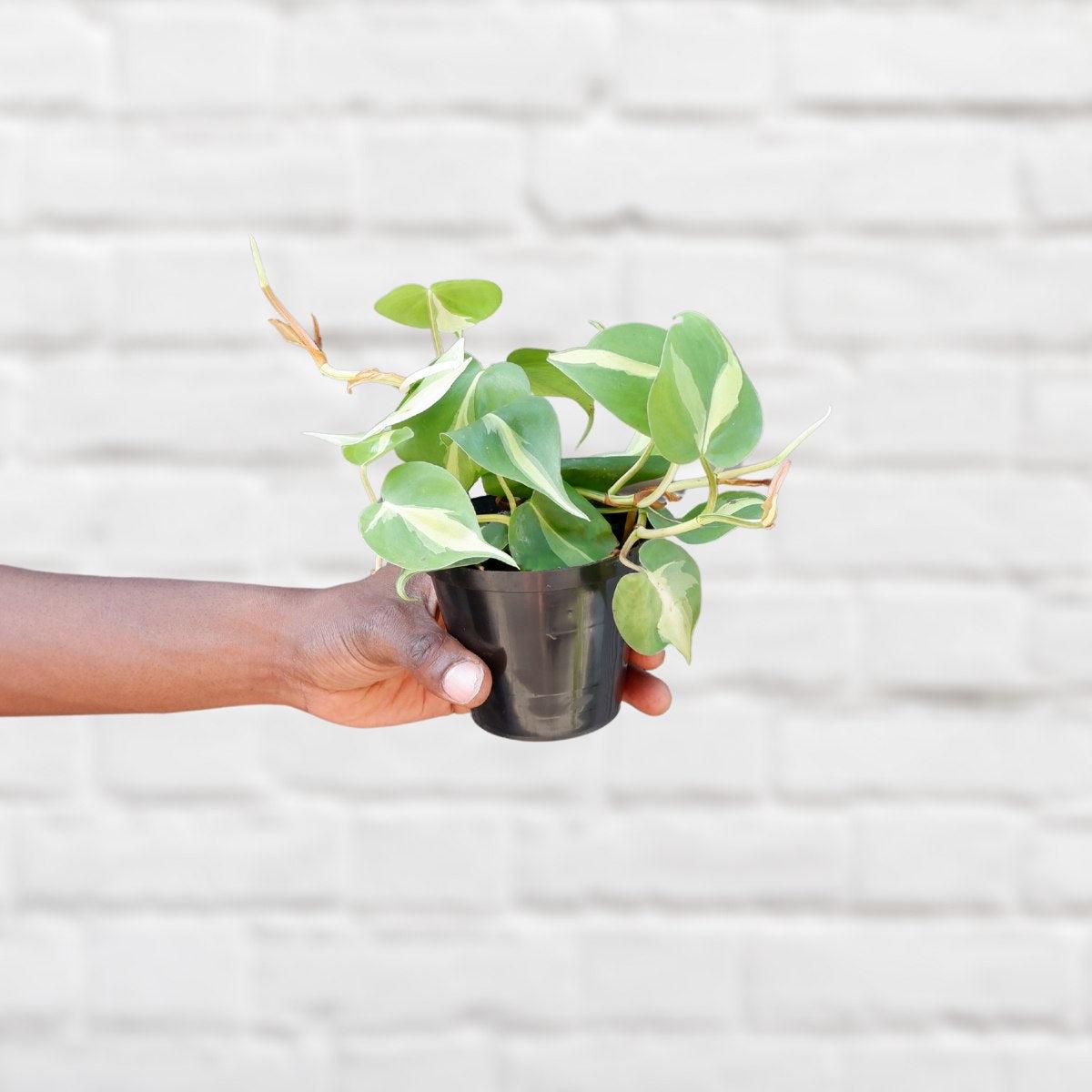 Philodendron Brasil - Mini