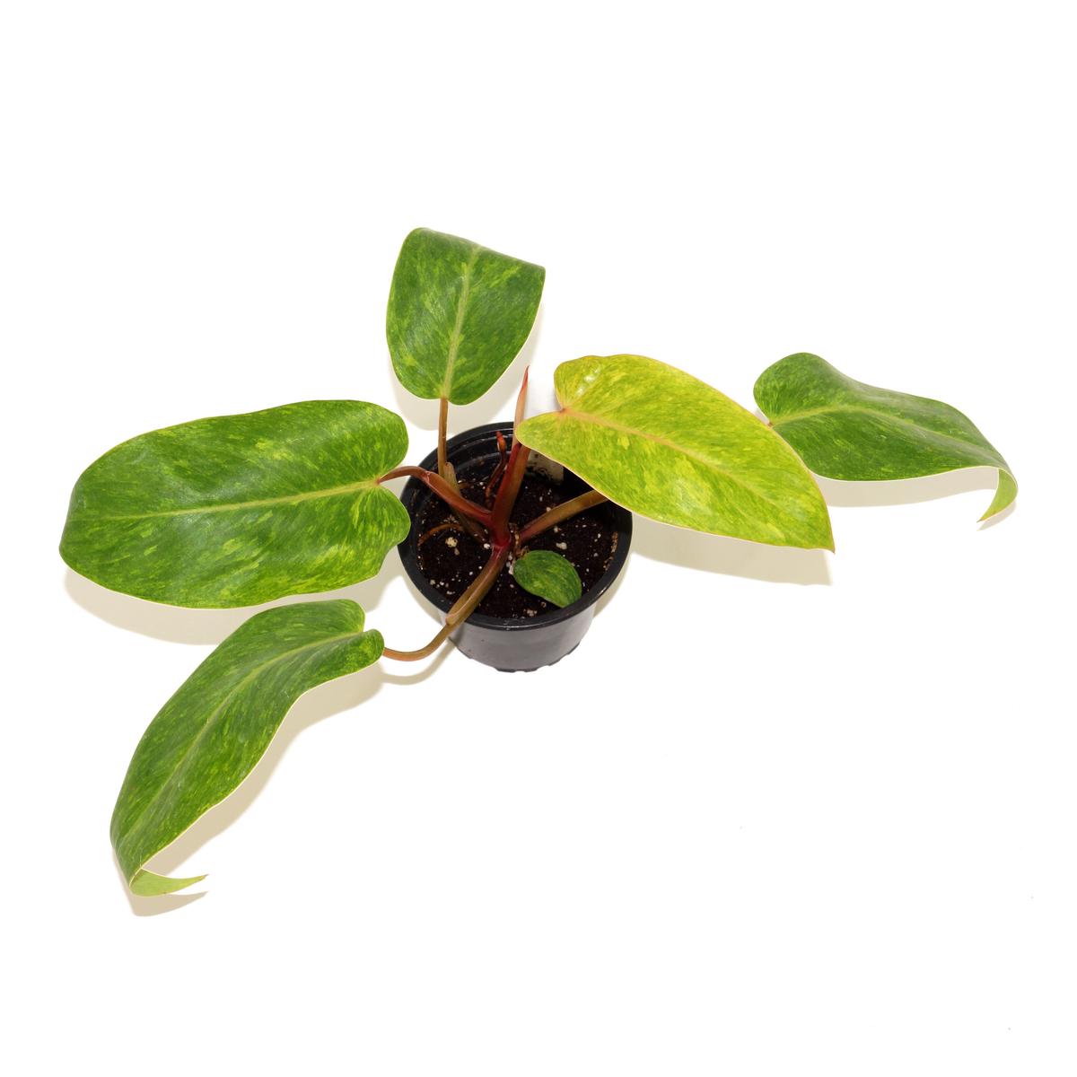Philodendron 'Painted Lady' - 3.5" Pot