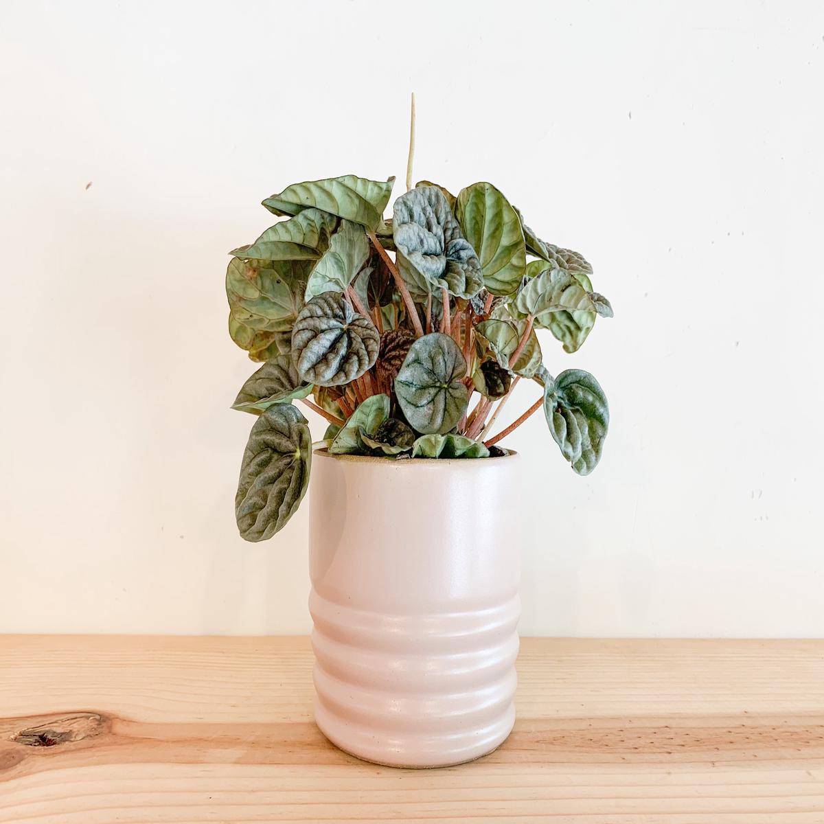 Satin Sand Planter Set