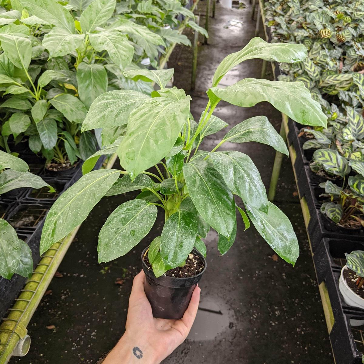 Schefflera actinophylla 'Alpine Junior'